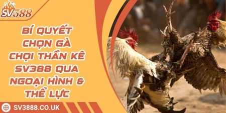 Bí Quyết Chọn Gà Chọi Thần Kê SV388 Qua Ngoại Hình & Thể Lực 4 Bí Quyết Chọn Gà Chọi Thần Kê SV388 Qua Ngoại Hình & Thể Lực