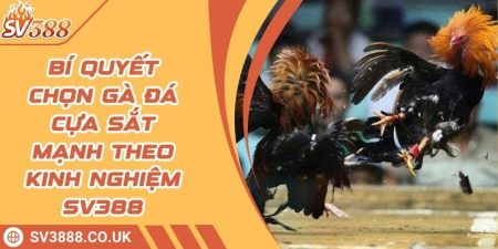 Bí Quyết Chọn Gà Đá Cựa Sắt Mạnh Theo Kinh Nghiệm SV388 7 Bí Quyết Chọn Gà Đá Cựa Sắt Mạnh Theo Kinh Nghiệm SV388
