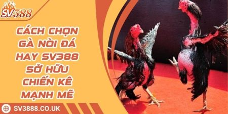 Cách Chọn Gà Nòi Đá Hay SV388 Sở Hữu Chiến Kê Mạnh Mẽ 11 Cách Chọn Gà Nòi Đá Hay SV388 Sở Hữu Chiến Kê Mạnh Mẽ