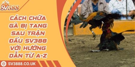 Cách Chữa Gà Bị Tang Sau Trận Đấu SV388 Với Hướng Dẫn Từ A-Z 8 Cách Chữa Gà Bị Tang Sau Trận Đấu SV388 Với Hướng Dẫn Từ A-Z
