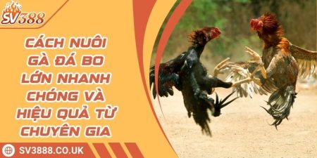 Cách nuôi gà đá bo lớn nhanh chóng và hiệu quả từ chuyên gia 7 Cách nuôi gà đá bo lớn nhanh chóng và hiệu quả từ chuyên gia