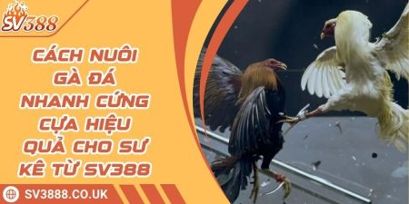 Cách Nuôi Gà Đá Nhanh Cứng Cựa Hiệu Quả Cho Sư Kê Từ SV388 3 Cách Nuôi Gà Đá Nhanh Cứng Cựa Hiệu Quả Cho Sư Kê Từ SV388