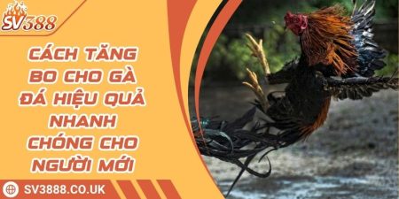 Cách Tăng Bo Cho Gà Đá Hiệu Quả Nhanh Chóng Cho Người Mới 1 Cách Tăng Bo Cho Gà Đá Hiệu Quả Nhanh Chóng Cho Người Mới