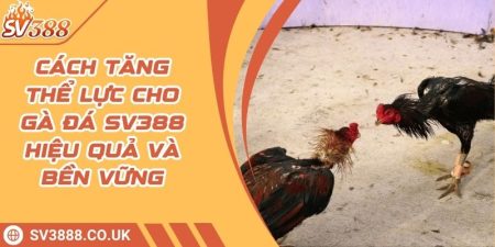 Cách Tăng Thể Lực Cho Gà Đá SV388 Hiệu Quả Và Bền Vững 6 Cách Tăng Thể Lực Cho Gà Đá SV388 Hiệu Quả Và Bền Vững