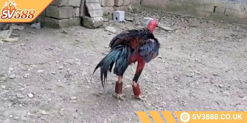 Cách Tăng Thể Lực Cho Gà Đá SV388 Hiệu Quả Và Bền Vững 2 Cách tăng thể lực cho gà đá với bài tập hẫng chân rơi tự do