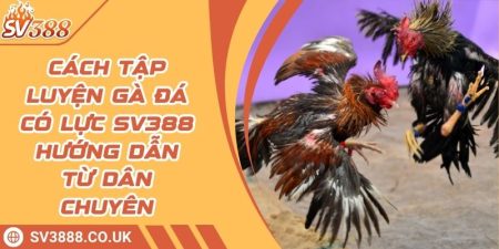Cách Tập Luyện Gà Đá Có Lực SV388 - Hướng Dẫn Từ Dân Chuyên 2 Cách Tập Luyện Gà Đá Có Lực SV388 - Hướng Dẫn Từ Dân Chuyên