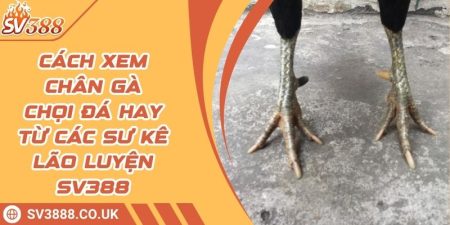 Cách Xem Chân Gà Chọi Đá Hay Từ Các Sư Kê Lão Luyện SV388 5 Cách Xem Chân Gà Chọi Đá Hay Từ Các Sư Kê Lão Luyện SV388