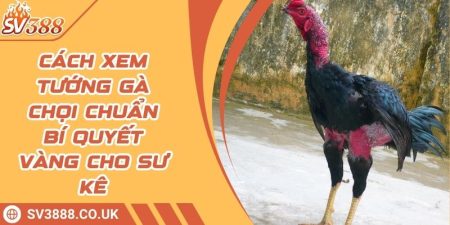 Cách Xem Tướng Gà Chọi Chuẩn Bí Quyết Vàng Cho Sư Kê 5 Cách Xem Tướng Gà Chọi Chuẩn Bí Quyết Vàng Cho Sư Kê