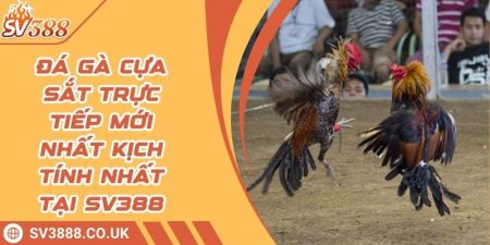 Đá Gà Cựa Sắt Trực Tiếp Mới Nhất Kịch Tính Nhất Tại SV388 1 Đá Gà Cựa Sắt Trực Tiếp Mới Nhất Kịch Tính Nhất Tại SV388