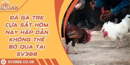 Đá Gà Tre Cựa Sắt Hôm Nay Hấp Dẫn Không Thể Bỏ Qua Tại SV388
