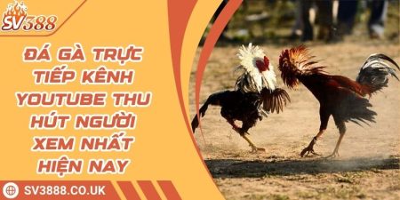 Đá Gà Trực Tiếp Kênh Youtube Thu Hút Người Xem Nhất Hiện Nay