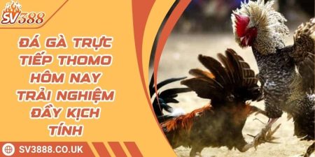 Đá Gà Trực Tiếp Thomo Hôm Nay - Trải Nghiệm Đầy Kịch Tính 2 Đá Gà Trực Tiếp Thomo Hôm Nay - Trải Nghiệm Đầy Kịch Tính