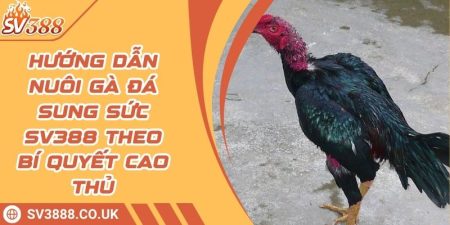 Hướng Dẫn Nuôi Gà Đá Sung Sức SV388 Theo Bí Quyết Cao Thủ 3 Hướng Dẫn Nuôi Gà Đá Sung Sức SV388 Theo Bí Quyết Cao Thủ