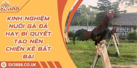 Kinh Nghiệm Nuôi Gà Đá Hay Bí Quyết Tạo Nên Chiến Kê Bất Bại 12 Kinh Nghiệm Nuôi Gà Đá Hay Bí Quyết Tạo Nên Chiến Kê Bất Bại