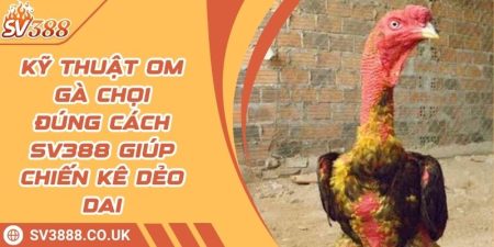 Kỹ Thuật Om Gà Chọi Đúng Cách SV388 Giúp Chiến Kê Dẻo Dai 1 Kỹ Thuật Om Gà Chọi Đúng Cách SV388 Giúp Chiến Kê Dẻo Dai