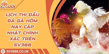 Lịch Thi Đấu Đá Gà Hôm Nay Cập Nhật Chính Xác Trên SV388