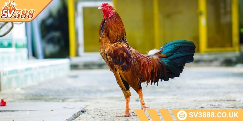 Cách Tăng Thể Lực Cho Gà Đá SV388 Hiệu Quả Và Bền Vững 1 Lợi ích của việc tăng thể lực cho gà đá theo SV388