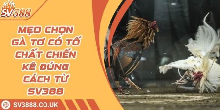 Mẹo Chọn Gà Tơ Có Tố Chất Chiến Kê Đúng Cách Từ SV388 2 Mẹo Chọn Gà Tơ Có Tố Chất Chiến Kê Đúng Cách Từ SV388