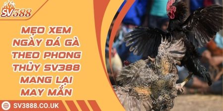 Mẹo Xem Ngày Đá Gà Theo Phong Thủy SV388 Mang Lại May Mắn 9 Mẹo Xem Ngày Đá Gà Theo Phong Thủy SV388 Mang Lại May Mắn