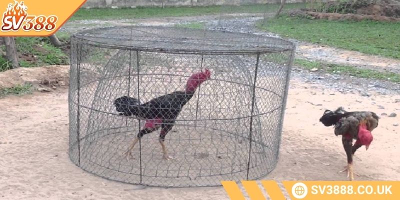 Cách Tăng Thể Lực Cho Gà Đá SV388 Hiệu Quả Và Bền Vững 3 Những lưu ý khi luyện thể lực cho gà đá mang lại hiệu quả