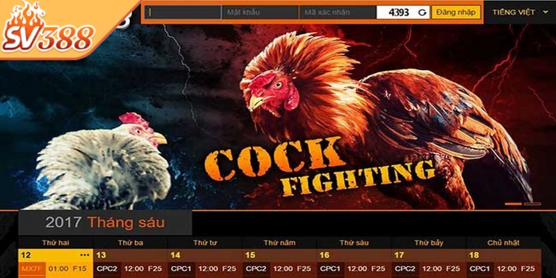SV388 là điểm đến lý tưởng số 1 cho những ai đam mê đá gà