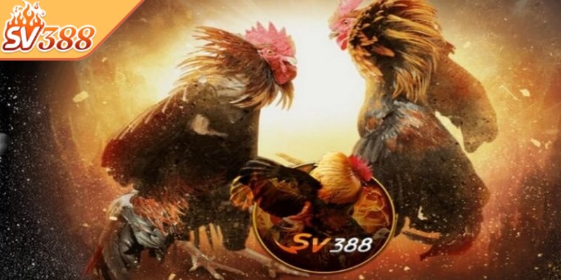 SV388 là một trong những nhà cái cá cược trực tuyến tiêu biểu nhất hiện nay