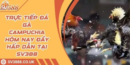 Trực Tiếp Đá Gà Campuchia Hôm Nay Đầy Hấp Dẫn Tại SV388