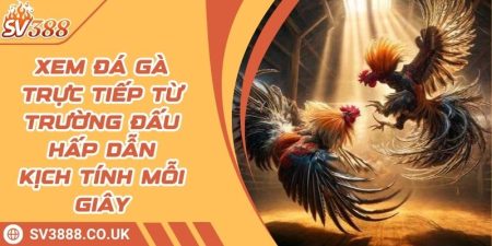 Xem Đá Gà Trực Tiếp Từ Trường Đấu Hấp Dẫn Kịch Tính Mỗi Giây