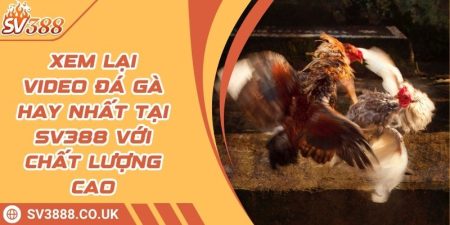 Xem Lại Video Đá Gà Hay Nhất Tại SV388 Với Chất Lượng Cao