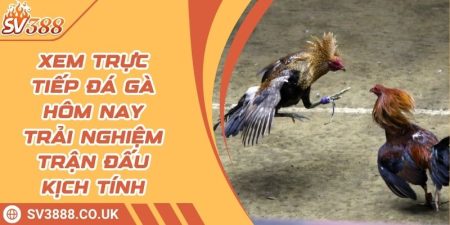 Xem Trực Tiếp Đá Gà Hôm Nay - Trải Nghiệm Trận Đấu Kịch Tính 3 Xem Trực Tiếp Đá Gà Hôm Nay - Trải Nghiệm Trận Đấu Kịch Tính